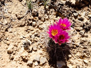 Blooming Barrel Cactus